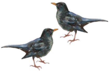 two little blackbirds