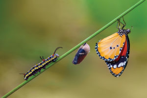 Caterpillar and butterfly