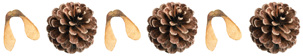 Pine cones and seeds